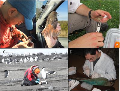 Current and Forthcoming Approaches for Benchmarking Genetic and Genomic Diversity